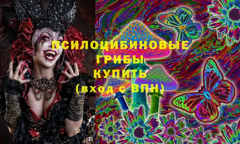 где можно купить   Гвардейск  Галлюциногенные грибы Psilocybine cubensis 